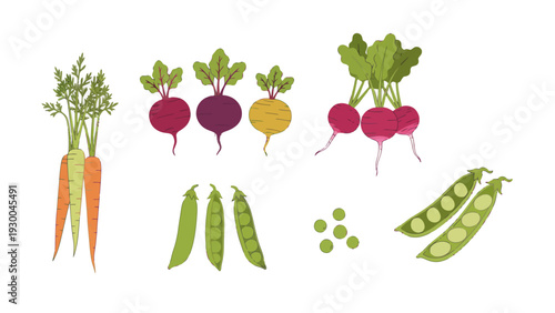 Variety of fresh organic vegetables illustration. Spring Vector Packs. EPS Editable