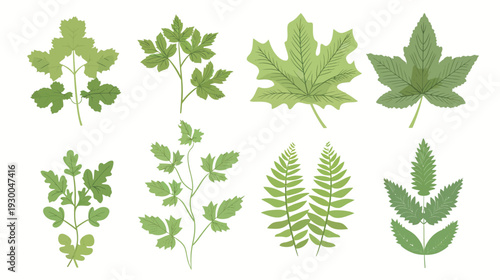 Foliage elements on a white background, minimalist botanical leaf collection with clean natural shapes, flat vector illustration for decorative design and eco concept