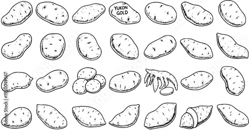 Potato Varieties in Black and White: Hand-Drawn Vector Collection