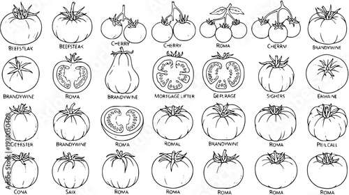 Detailed black and white line art illustration showcasing various tomato varieties like Beefsteak, Roma, Cherry, and Brandywine, perfect for botanical and gardening themes.