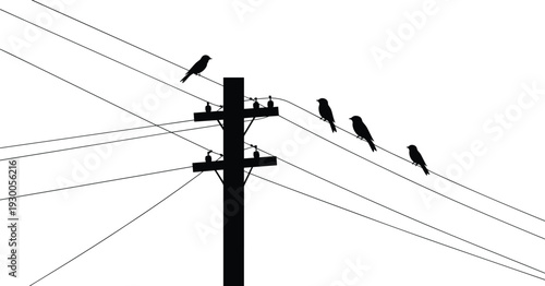 Silhouette of birds perched on power lines against a white background Keywords: birds, silhouette, power lines, electricity
