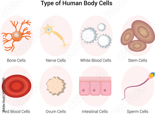 Type of Human Body Cells Science Design Vector Illustration Diagram
