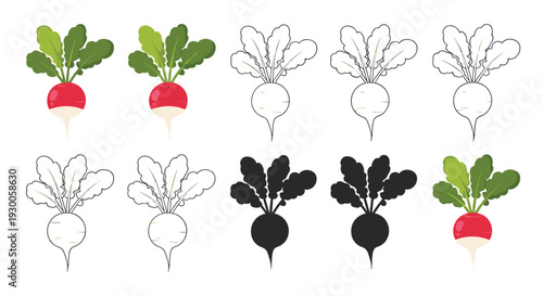 Scientific illustration set of fresh red radishes showing color versions, line art drawings, and black silhouettes on white background.