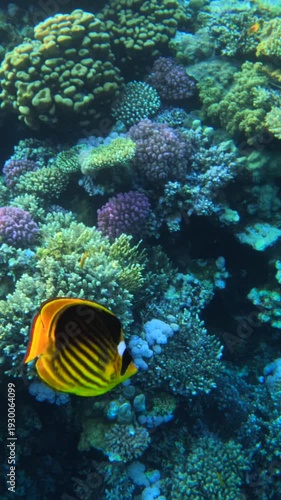 Vertical Close up of curious tropical butterfly fish swimming close to the camera above a coral reef