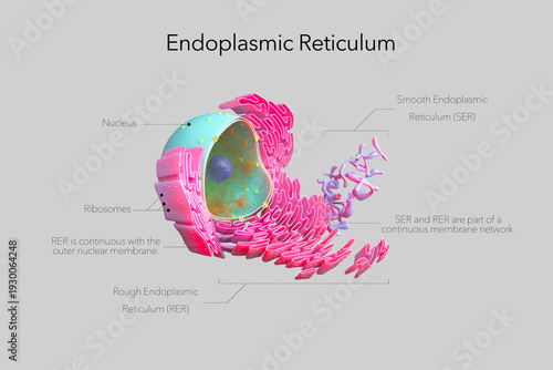 Photos Labeled 3D illustration of the endoplasmic reticulum (ER) showing rough endoplasmic reticulum (RER), smooth endoplasmic reticulum (SER), ribosomes, and the nucleus