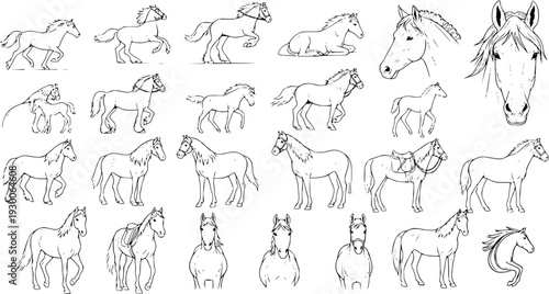 A diverse collection of hand-drawn horse sketches in various poses and styles, featuring full-body illustrations and detailed head portraits, perfect for equestrian-themed designs.