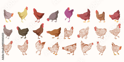 Set of chickens, hen, rooster, chick hand drawing vintage retro style vector illustration. Poultry farm animals collection isolated on background.