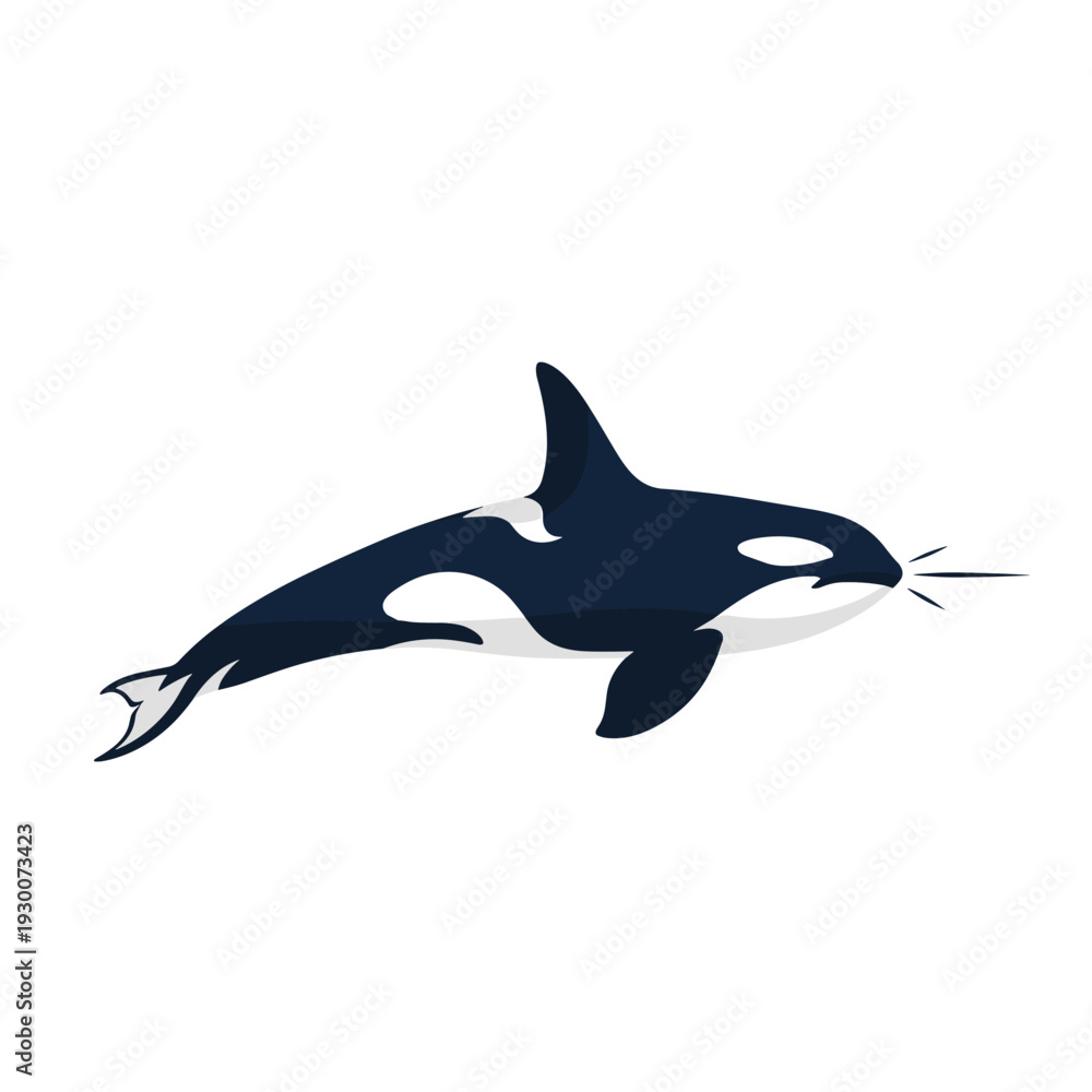 Obraz premium Minimalist flat design illustration of an orca killer whale swimming