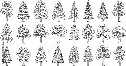 Detailed Tree Illustrations Set - Hand-Drawn Black  White Line Art Sketches of Various Coniferous  Deciduous Forest Trees, Nature Icons Collection