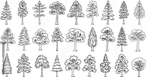Collection of Tree Illustrations: Hand-Drawn Black  White Silhouettes