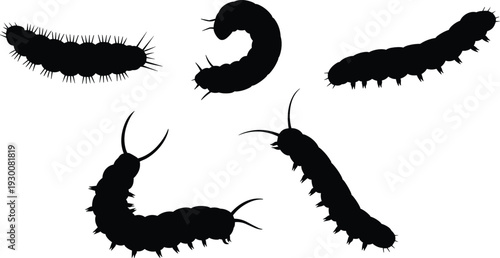 Caterpillar silhouettes collection illustration, insect larvae forms set, crawling worm shapes, nature wildlife vector, black bug design, isolated graphic
