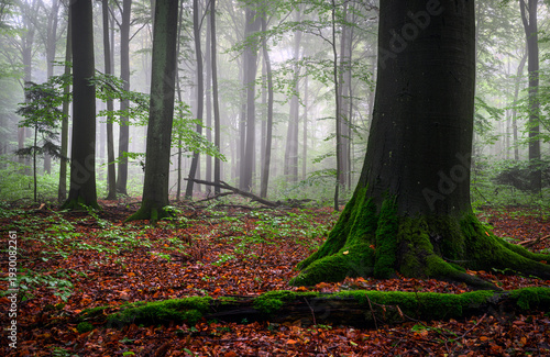 Wallpaper Mural Misty morning in the green forest Torontodigital.ca