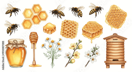 Watercolor bee hive elements illustration isolated on white background