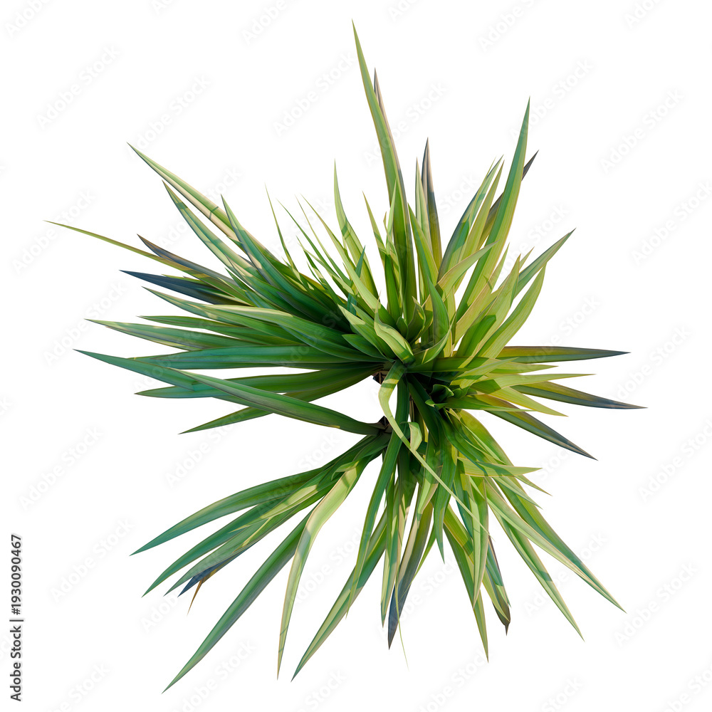 Fototapeta premium Dianella tasmanica tree plan, top view, cutout, transparent background, isolate, Vibrant green yucca plant close-up, detailed texture, nature background, botanical design elements