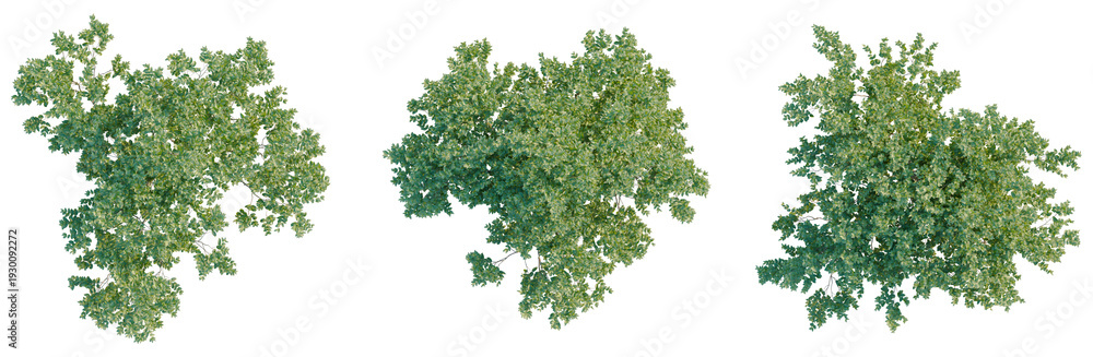 Fototapeta premium Plinia cauliflora tree plan, top view, cutout, transparent background, isolate, Detailed aerial view of a lush green forest canopy, showcasing natural beauty and ecological diversity.