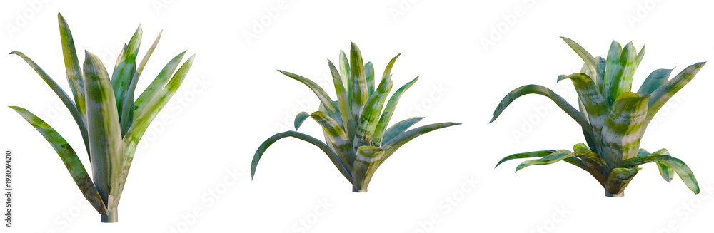 Obraz premium Aechmea fasciata tree, elevation, front view, cutout, transparent background, isolate, Close-up of a vibrant green fern plant with intricate leaf details, nature photography