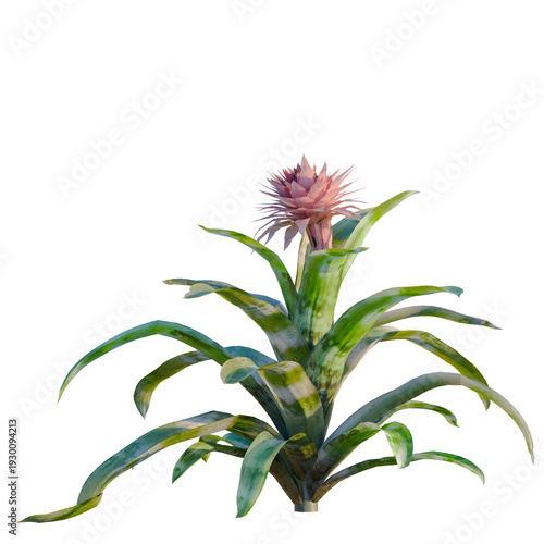 Slika na platnu Aechmea fasciata tree, elevation, front view, cutout, transparent background, is