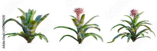 Bilde på lerret Aechmea fasciata tree, elevation, front view, cutout, transparent background, isolate, Vibrant bromeliad plant close-up, showcasing its colorful leaves and intricate textures