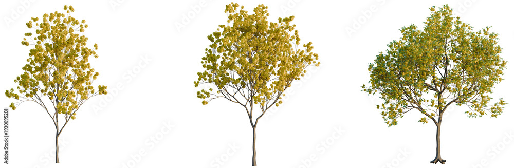 Obraz premium Handroanthus ochraceus tree, elevation, front view, cutout, transparent background, isolate, Detailed close-up of a vibrant green maple leaf, perfect for autumn and nature themes.