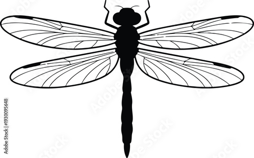 Black and White Dragonfly Silhouette Minimal Vector Illustration with Detailed Wings