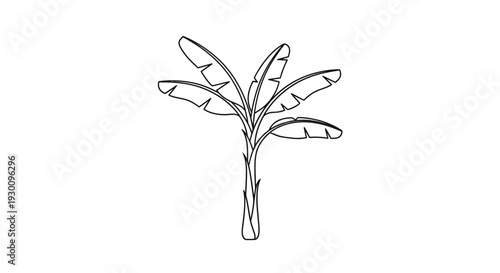 Banana plant outline drawing tropical tree icon