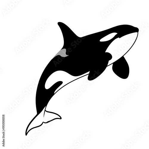 Stylized black and white killer whale orca illustration