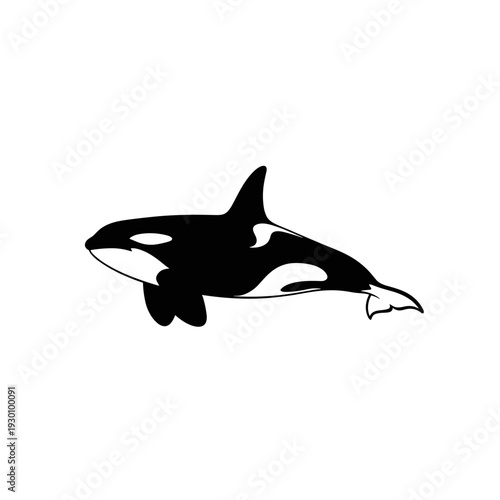 Stylized black and white killer whale swimming in a minimal graphic illustration