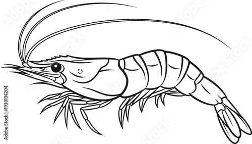 Detailed black and white line drawing of shrimp in profile view highlighting segmented body, antennae, legs, tail fan, and anatomy