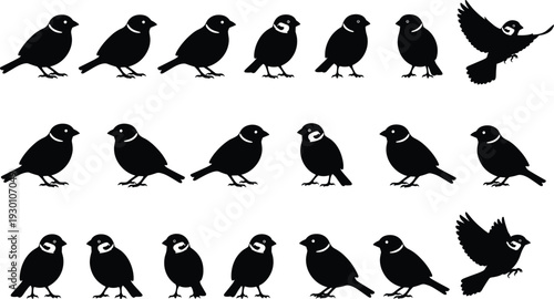 Black Bird Silhouettes Collection with Perched and Flying Songbirds Isolated on White Background Vector Illustration Set