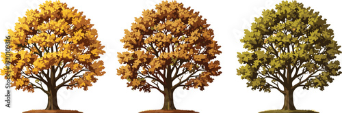 Autumn trees vector illustration set with colorful fall foliage, detailed oak tree collection in seasonal shades isolated on white background