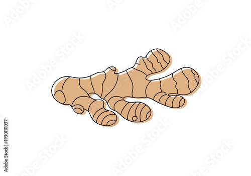 Ginger Root Illustration Isolated on White Background.