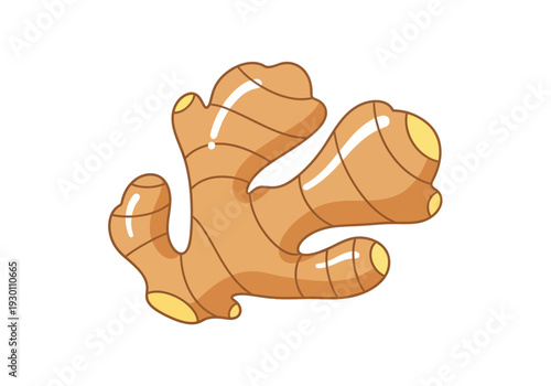 Fresh Ginger Root Illustration.