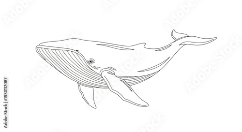 Large whale line art drawing isolated on white background