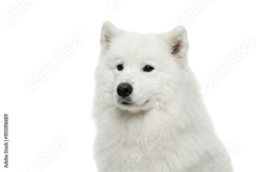 Close-up portrait of a beautiful fluffy white Samoyed dog with black eyes and nose, looking slightly to the left on a clean white background, ideal for pet-related marketing and branding
