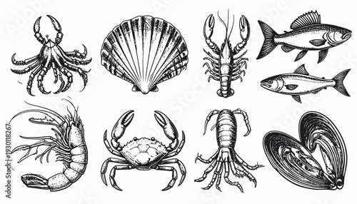 Sea creature drawing: crab, oyster, lobster, shrimp, fish
