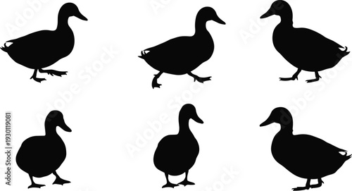 Duck Silhouettes in Various Poses, Wildlife Animal Vector Illustration, Nature Art for Adobe Stock, Black Shapes, Bird Shadow Design