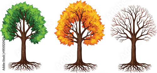 Four season tree set with green summer, orange autumn and bare winter branches, detailed nature vector illustration isolated on white background