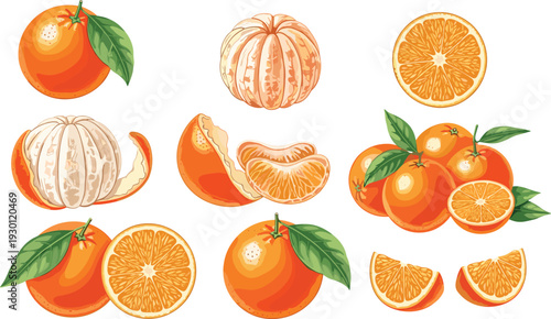 Fresh orange fruit collection with whole, peeled and sliced citrus, detailed botanical vector illustration set isolated on white background for healthy food design