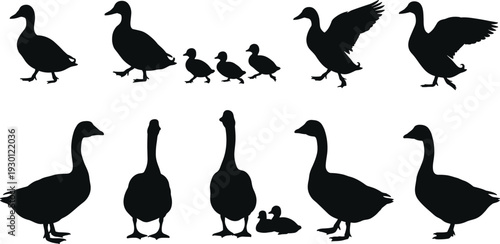 Silhouette set of ducks, geese, ducklings walking and flying in various poses, black animal outline, flat vector clipart design