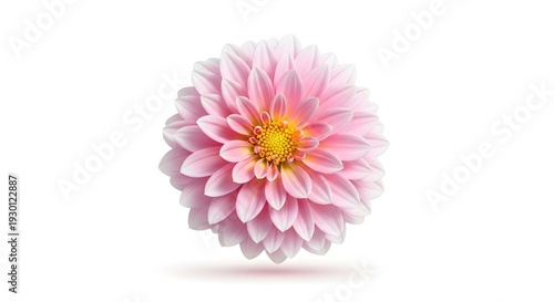 A pink flower with a yellow center