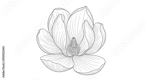 Elegant hand-drawn monochrome magnolia bloom with intricate petal details botanical line art