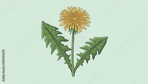 Detailed botanical illustration of a yellow dandelion flower with its characteristic jagged green leaves on a light green base.
