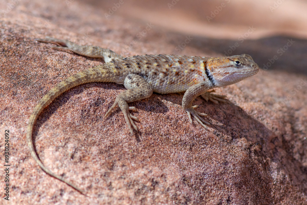 Naklejka premium Desert Spiny Lizard basking on rocks
