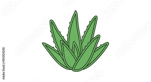 Green Aloe Vera Plant Leaves.