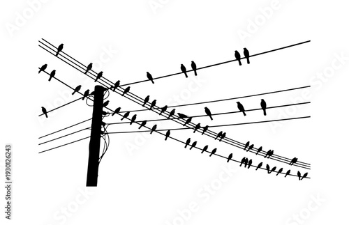 Birds Perched on Power Lines Vector Art