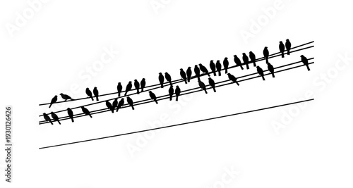 Birds Perched on Parallel Power Lines