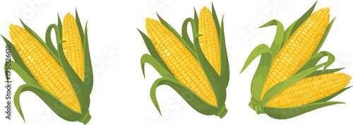 Fresh Corn Cob Vector Set with Green Leaves and Ripe Yellow Maize Illustration