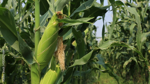 фотографія Fresh ears of corn on the plant