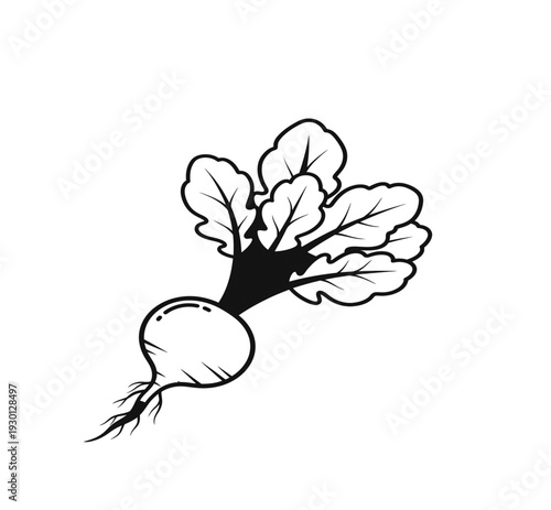 A black and white drawing of a beetroot plant
