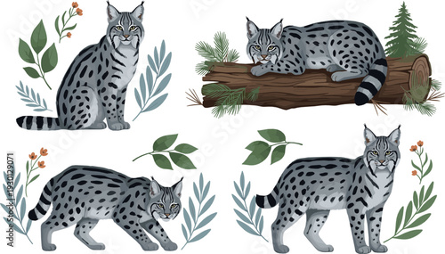 Eurasian lynx vector illustration set with realistic wild cat poses and forest botanical elements